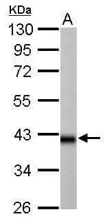 IDH3A antibody detects IDH3A protein by Western blot analysis.A. 50 ug rat brain lysate/extract10 % SDS-PAGEIDH3A antibody (NBP2-16916) dilution: 1:10000 