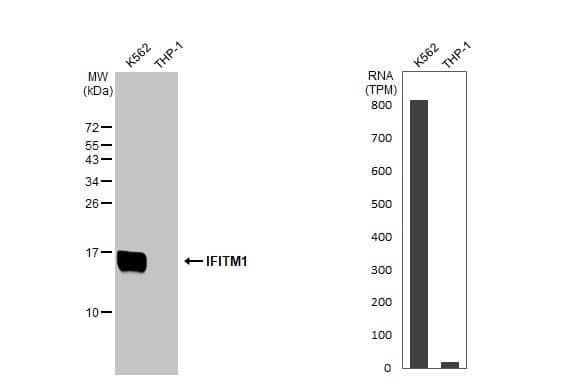 Various whole cell extracts (30 ug) were separated by 15% SDS-PAGE, and the membrane was blotted with IFITM1 antibody (NBP2-16922) diluted at 1:500. The HRP-conjugated anti-rabbit IgG antibody  was used to detect the primary antibody. Corresponding RNA expression data for the same cell lines are based on Human Protein Atlas program. 