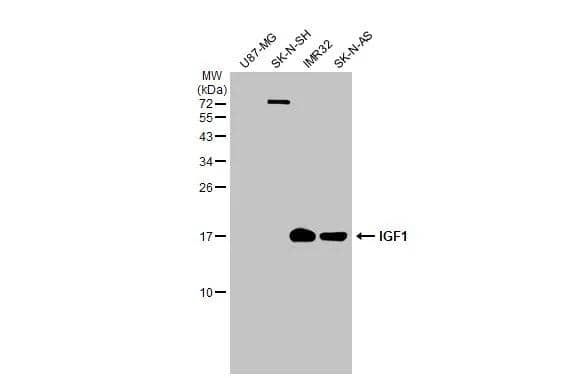Western Blot IGF-I/IGF-1 Antibody - BSA Free