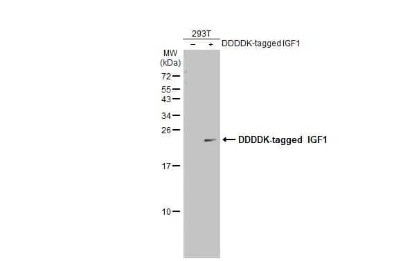 Western Blot IGF-I/IGF-1 Antibody - BSA Free