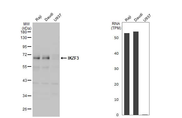 <b>Orthogonal Strategies Validation. </b>Western Blot: Aiolos/IKZF3 Antibody [NBP2-16938] - Various whole cell extracts (30 ug) were separated by 10% SDS-PAGE, and the membrane was blotted with IKZF3 antibody [N1C2]  diluted at 1:1000. The HRP-conjugated anti-rabbit IgG antibody  was used to detect the primary antibody. Corresponding RNA expression data for the same cell lines are based on Human Protein Atlas program.