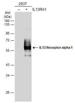 Non-transfected (-) and transfected (+) 293T whole cell extracts (30 ug) were separated by 10% SDS-PAGE, and the membrane was blotted with IL13 Receptor alpha 1 antibody (NBP2-16942) diluted at 1:20000. The HRP-conjugated anti-rabbit IgG antibody  was used to detect the primary antibody. 