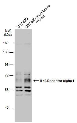 U87-MG whole cell and membrane extracts (30 ug) were separated by 10% SDS-PAGE, and the membrane was blotted with IL13 Receptor alpha 1 antibody (NBP2-16942) diluted at 1:500. The HRP-conjugated anti-rabbit IgG antibody  was used to detect the primary antibody. 