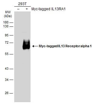 Western Blot: IL-13R alpha 1 Antibody [NBP2-16943] - Non-transfected (-) and transfected (+) 293T whole cell extracts (30 ug) were separated by 10% SDS-PAGE, and the membrane was blotted with IL-13R alpha 1 antibody [N1C1] (NBP2-16943) diluted at 1:3000. The HRP-conjugated anti-rabbit IgG antibody  was used to detect the primary antibody.