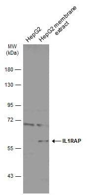 HepG2 whole cell and membrane extracts (30 ug) were separated by 7.5% SDS-PAGE, and the membrane was blotted with IL1RAP antibody [N1N3] (NBP2-16946) diluted at 1:1000. The HRP-conjugated anti-rabbit IgG antibody  was used to detect the primary antibody. 