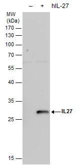 IL27 antibody detects IL27 protein by western blot analysis. Non-transfected (-) and IL27 -transfected (+, including 3xFlag-tag) 293T whole cell extracts (30 ug) were separated by 12% SDS-PAGE, and the membrane was blotted with IL27 antibody (NBP2-16951) diluted by 1:1000. 
