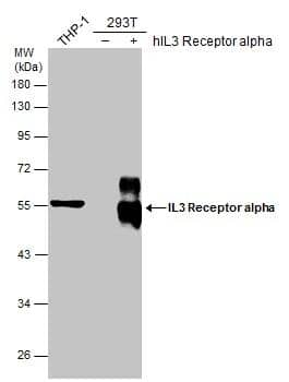 THP-1 whole cell extract (30 ug), non-transfected (-) and transfected (+) 293T whole cell extracts (5 ug) were separated by 10% SDS-PAGE, and the membrane was blotted with Estrogen Receptor beta antibody (NBP2-16953) diluted at 1:1000. 