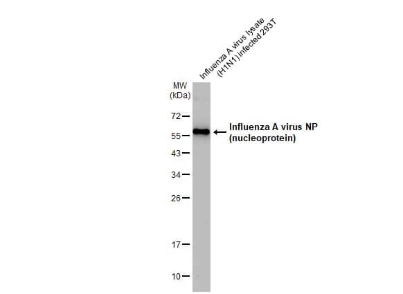 Western Blot: Influenza A H1N1 Nucleoprotein Antibody - (A/WSN/1933) [NBP2-16965] - Influenza A virus lysate (H1N1) infected 293T whole cell extract was separated by 12% SDS-PAGE, and the membrane was blotted with Influenza A virus NP (nucleoprotein) antibody (NBP2-16965) diluted at 1:50000. The HRP-conjugated anti-rabbit IgG antibody  was used to detect the primary antibody.