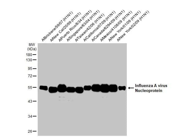 Western Blot: Influenza A H1N1 Nucleoprotein Antibody - (A/WSN/1933) [NBP2-16965] - Influenza A viral lysate (1 ug & 1ng ug) were separated by 10% SDS-PAGE, and the membrane was blotted with Influenza A virus NP (nucleoprotein) antibody (NBP2-16965) diluted at 1:5000. The HRP-conjugated anti-rabbit IgG antibody  was used to detect the primary antibody.