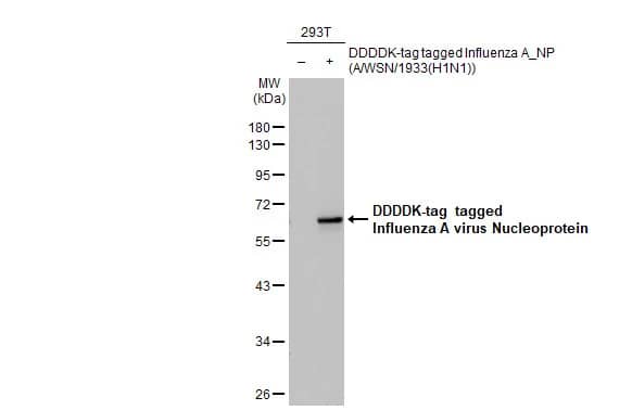 Western Blot: Influenza A H1N1 Nucleoprotein Antibody - (A/WSN/1933) [NBP2-16965] - Non-transfected (-) and transfected (+) 293T whole cell extracts (30 ug) were separated by 10% SDS-PAGE, and the membrane was blotted with Influenza A H1N1 Nucleoprotein antibody (NBP2-16965) diluted at 1:50000. The HRP-conjugated anti-rabbit IgG antibody  was used to detect the primary antibody.