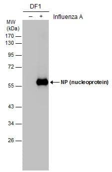 Non-infected (-) and infected (+) DF1 whole cell extracts (5 ug) were separated by 10% SDS-PAGE, and the membrane was blotted with Influenza A virus NP (nucleoprotein) antibody (NBP2-16965) diluted at 1:10000. The HRP-conjugated anti-rabbit IgG antibody  was used to detect the primary antibody. 
