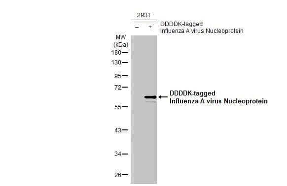 Non-transfected (-) and transfected (+) 293T whole cell extracts (30 ug) were separated by 10% SDS-PAGE, and the membrane was blotted with Influenza A virus Nucleoprotein antibody (NBP2-16965) diluted at 1:50000. The HRP-conjugated anti-rabbit IgG antibody  was used to detect the primary antibody. 