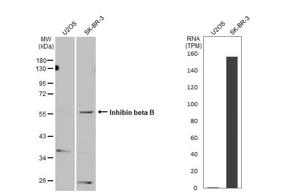 Western Blot Activin B/Inhibin beta B Antibody - BSA Free