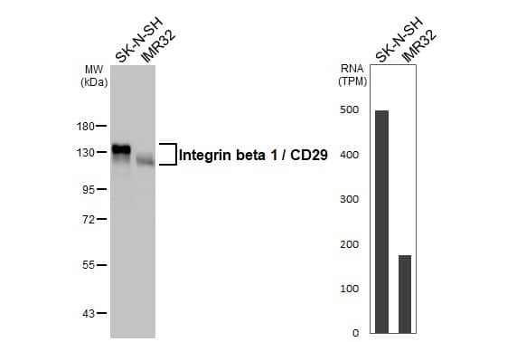 Various whole cell extracts (30 ug) were separated by 7.5% SDS-PAGE, and the membrane was blotted with Integrin beta 1 / CD29 antibody (NBP2-16974) diluted at 1:4000. The HRP-conjugated anti-rabbit IgG antibody  was used to detect the primary antibody. Corresponding RNA expression data for the same cell lines are based on Human Protein Atlas program. 