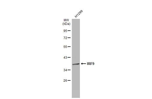 Western Blot IRF9 Antibody - BSA Free