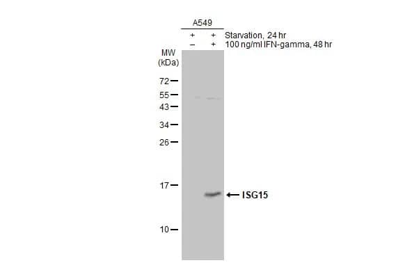 Western Blot: ISG15/UCRP Antibody [NBP2-16995] - Untreated (-) and treated (+) A549 whole cell extracts (30 ug) were separated by 15% SDS-PAGE, and the membrane was blotted with ISG15/UCRP antibody (NBP2-16995) diluted at 1:1000. The HRP-conjugated anti-rabbit IgG antibody  was used to detect the primary antibody.