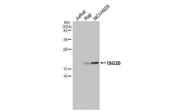 Western Blot ISG20 Antibody - Azide Free