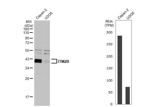 Various whole cell extracts (30 ug) were separated by 12% SDS-PAGE, and the membrane was blotted with ITM2B antibody (NBP2-17000) diluted at 1:1000. The HRP-conjugated anti-rabbit IgG antibody  was used to detect the primary antibody. Corresponding RNA expression data for the same cell lines are based on Human Protein Atlas program. 