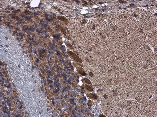 Immunohistochemistry-Paraffin: KBTBD3 Antibody [NBP2-17022] - KBTBD3 antibody detects KBTBD3 protein at cytoplasm in mouse brain by immunohistochemical analysis. Sample: Paraffin-embedded mouse brain. KBTBD3 antibody (NBP2-17022) diluted at 1:500.Antigen Retrieval: Citrate buffer, pH 6.0, 15 min