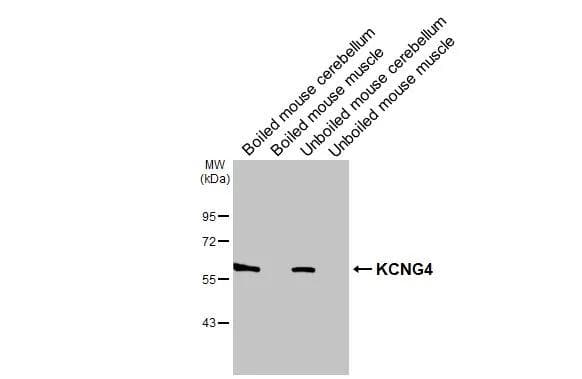 Western Blot Kv6.4 Antibody - BSA Free