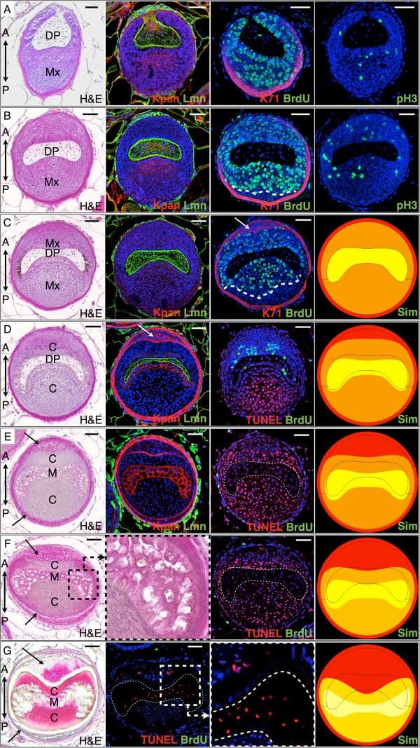 Immunocytochemistry/ Immunofluorescence: Cytokeratin 71 Antibody [NBP2-17040] - Observed & simulated cell proliferation & cell death along a spine follicle. Transverse sections (28-day-old Acomys) are taken along the spine long axis, from the basis of the follicle (rows A-C), to the DP-medulla transition (rows D-E), to the collapse of the keratinized medulla (rows F-G). H&E, Hematoxylin & Eosin staining. Immunostaining: Kpan, Pan-Keratin (red); Lmn, Laminin (green); BrdU, 5-bromo-2'-deoxyuridine (green); K71, keratin 71 (red); pH3, phospho-Histone H3 (green); TUNEL (red), Hoechst (blue). Arrows: IRS, DP: dermal papilla, Mx: matrix, C: cortex, M: medulla. Simulated transverse sections (Sim) are snapshots of the Supplementary Movie 2 showing time evolution of a simulated follicle. Scale bars: 50 μm. Image collected & cropped by CiteAb from the following publication (//evodevojournal.biomedcentral.com/articles/10.1186/2041-9139-5-33), licensed under a CC-BY license. Not internally tested by Novus Biologicals.