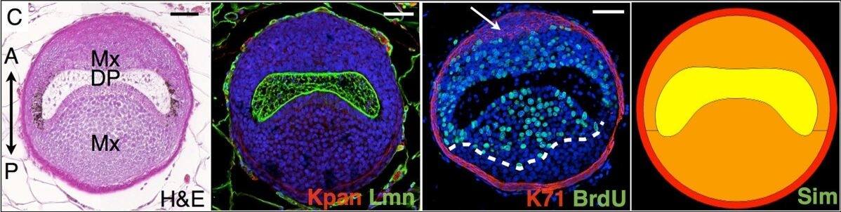 Immunocytochemistry/ Immunofluorescence: Cytokeratin 71 Antibody [NBP2-17040] - Observed & simulated cell proliferation & cell death along a spine follicle. Transverse sections (28-day-old Acomys) are taken along the spine long axis, from the basis of the follicle (rows A-C), to the DP-medulla transition (rows D-E), to the collapse of the keratinized medulla (rows F-G). H&E, Hematoxylin & Eosin staining. Immunostaining: Kpan, Pan-Keratin (red); Lmn, Laminin (green); BrdU, 5-bromo-2'-deoxyuridine (green); K71, keratin 71 (red); pH3, phospho-Histone H3 (green); TUNEL (red), Hoechst (blue). Arrows: IRS, DP: dermal papilla, Mx: matrix, C: cortex, M: medulla. Simulated transverse sections (Sim) are snapshots of the Supplementary Movie 2 showing time evolution of a simulated follicle. Scale bars: 50 μm. Image collected & cropped by CiteAb from the following publication (//evodevojournal.biomedcentral.com/articles/10.1186/2041-9139-5-33), licensed under a CC-BY license. Not internally tested by Novus Biologicals.