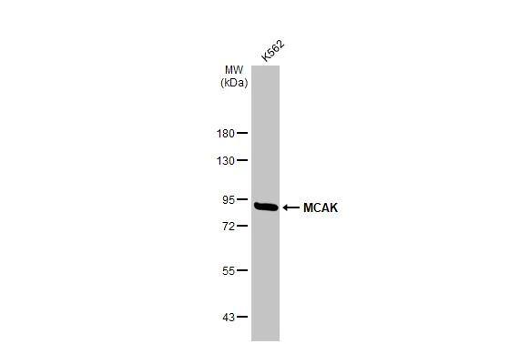 Whole cell extract (30 ug) was separated by 7.5% SDS-PAGE, and the membrane was blotted with MCAK antibody [N1N3] (NBP2-17054) diluted at 1:1000. The HRP-conjugated anti-rabbit IgG antibody  was used to detect the primary antibody. 