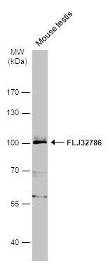 Western Blot LRGUK Antibody - BSA Free