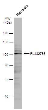 Western Blot LRGUK Antibody - BSA Free