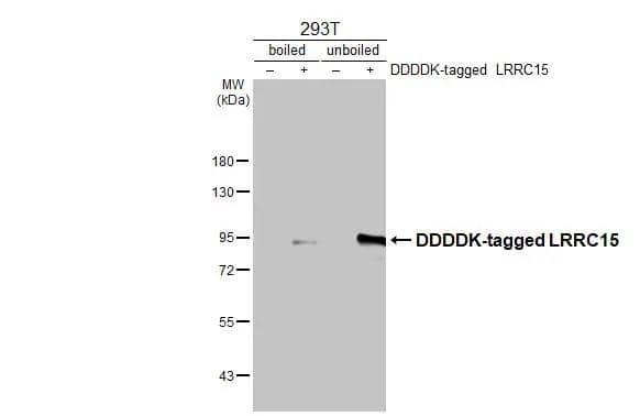 Non-transfected (-) and transfected (+) boiled and unboiled 293T cell extracts (30 ug) were separated by 7.5% SDS-PAGE, and the membrane was blotted with LRRC15 antibody [N1N3] (NBP2-17166) diluted at 1:2500. The HRP-conjugated anti-rabbit IgG antibody  was used to detect the primary antibody. 
