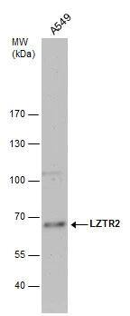 LZTR2 antibody detects LZTR2 protein by western blot analysis. Whole cell extracts (30 ug) was separated by 7.5% SDS-PAGE, and the membrane was blotted with LZTR2 antibody (NBP2-17194) diluted by 1:1000. 