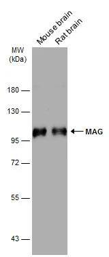 Various whole cell extracts (50 ug) were separated by 7.5% SDS-PAGE, and the membrane was blotted with MAG antibody (NBP2-17201) diluted at 1:1000. The HRP-conjugated anti-rabbit IgG antibody  was used to detect the primary antibody. 