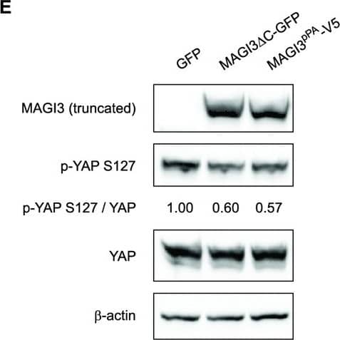 Western Blot MAGI3 Antibody