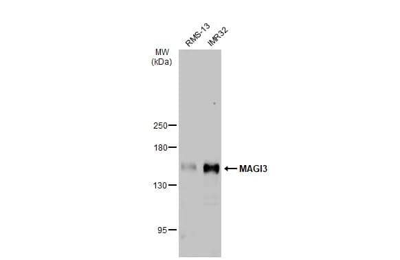 Western Blot MAGI3 Antibody