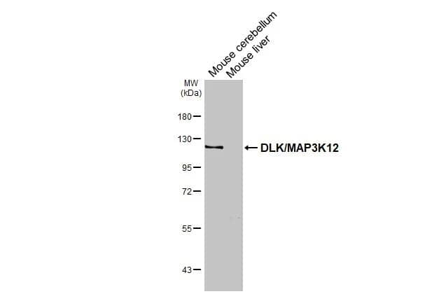 Western Blot MAP3K12 Antibody