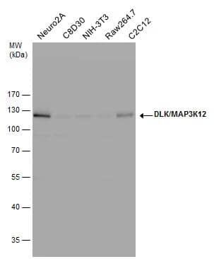 Western Blot MAP3K12 Antibody