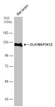 Western Blot MAP3K12 Antibody