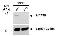 Wild-type (WT) and MAT2B knockout (KO) 293T cell extracts (30 ug) were separated by 10% SDS-PAGE, and the membrane was blotted with MAT2B antibody [N3C3] (NBP2-17230) diluted at 1:1000. The HRP-conjugated anti-rabbit IgG antibody  was used to detect the primary antibody, and the signal was developed with Trident ECL plus-Enhanced. 