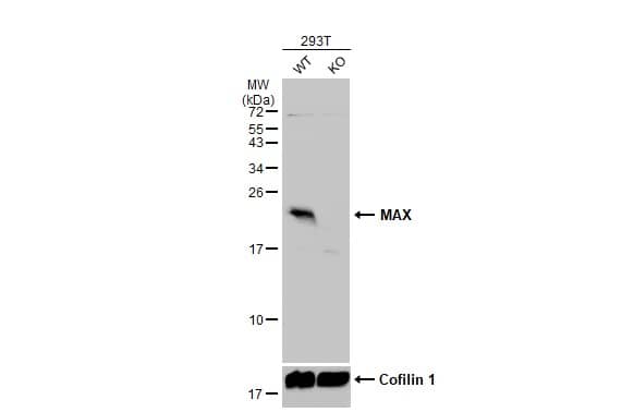 <b>Genetic Strategies Validation. </b>Wild-type (WT) and MAX knockout (KO) 293T cell extracts (30 ug) were separated by 15% SDS-PAGE, and the membrane was blotted with MAX antibody (NBP2-17233) diluted at 1:500. The HRP-conjugated anti-rabbit IgG antibody  was used to detect the primary antibody. 