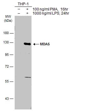 <b>Biological Strategies Validation. </b>Western Blot: MDA5 Antibody [NBP2-17243] - Untreated (-) and treated (+) THP-1 whole cell extracts (30 ug) were separated by 7.5% SDS-PAGE, and the membrane was blotted with MDA5 antibody [N2C1], Internal (NBP2-17243) diluted at 1:1000. The HRP-conjugated anti-rabbit IgG antibody  was used to detect the primary antibody.