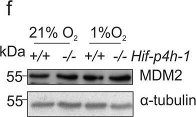 Western Blot MDM2/HDM2 Antibody - BSA Free
