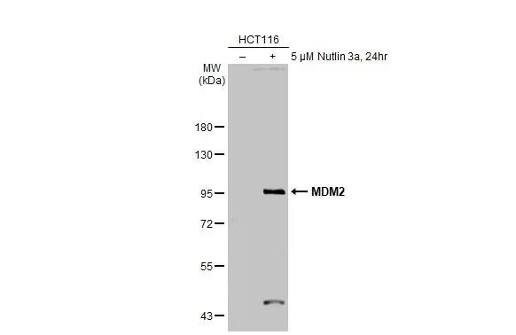 Western Blot MDM2/HDM2 Antibody - BSA Free