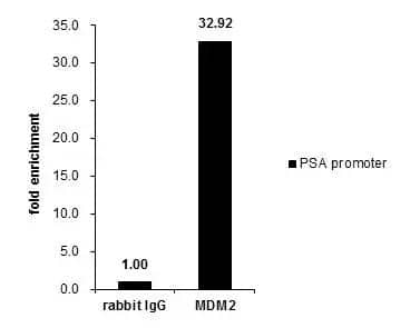 Cross-linked ChIP was performed with PC-3 chromatin extract and 5 ug of either control rabbit IgG or anti-MDM2 antibody. The precipitated DNA was detected by PCR with primer set targeting to PSA promoter. 