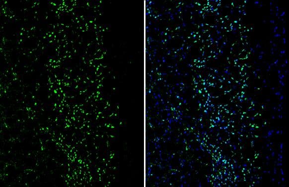 MEF2C antibody detects MEF2C protein by immunohistochemical analysis.Sample: Frozen-sectioned mouse cerebral cortex.Green: MEF2C stained by MEF2C antibody (NBP2-17260) diluted at 1:250.Blue: Fluoroshield with DAPI . 