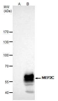 MEF2C antibody immunoprecipitates MEF2C protein in IP experiments.IP samples: K562 whole cell extractA. Control with 4 ug of preimmune Rabbit IgGB. Immunoprecipitation of MEF2C protein by 4 ug MEF2C antibody (NBP2-17260)5 % SDS-PAGEThe immunoprecipitated MEF2C protein was detected by MEF2C antibody (NBP2-17260) diluted at 1:1000.[EasyBlot anti-rabbit IgG  was used as a secondary reagent] 