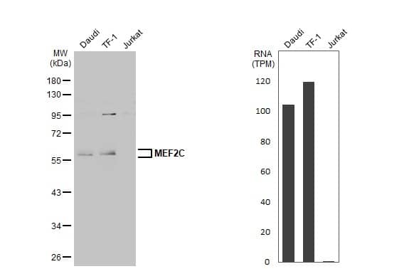Various whole cell extracts (30 ug) were separated by 10% SDS-PAGE, and the membrane was blotted with MEF2C antibody (NBP2-17260) diluted at 1:1000. The HRP-conjugated anti-rabbit IgG antibody  was used to detect the primary antibody. Corresponding RNA expression data for the same cell lines are based on Human Protein Atlas program. 