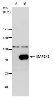 MEKK3 antibody [N3C2], Internal detects MEKK3 protein by western blot analysis.A. 30 ug 293T whole cell extractB. 30 ug whole cell extract of 3xFlag-human MAP3K3-transfected 293T cells7.5 % SDS-PAGEMEKK3 antibody [N3C2], Internal (NBP2-17273) dilution: 1:5000 