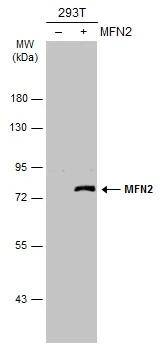 Non-transfected (-) and transfected (+) 293T whole cell extracts (30 ug) were separated by 7.5% SDS-PAGE, and the membrane was blotted with MFN2 antibody [N1N2], N-term (NBP2-17298) diluted at 1:1000. The HRP-conjugated anti-rabbit IgG antibody  was used to detect the primary antibody. 