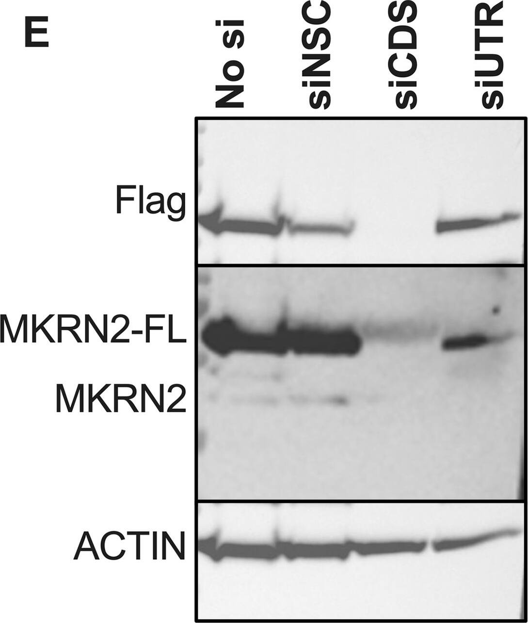 Investigation of the phenotypic effect of MKRN2 depletion on IAV replication.(A) Demonstration by Western blotting that the MKRN2 siRNA pair reduce MKRN2 protein levels at 48 h post transfection. Knockdown of MKRN2 in A549 cells, followed by infection with A/WSN/33 (B), A/California/7/2009 (C) or A/Norway/466/2014 (D) significantly reduced virus output from these cells as measured by plaque assay. (E) Western blot demonstrating that the MKRN2 siRNA pair reduce expression of endogenous and lentiviral expressed MKRN2 in an overexpression A549 cell line, while an siRNA pair targeting the MKRN2 3’ UTR only reduce expression of the endogenous MKRN2 protein. (F) A/California/7/2009 titres from MKRN2 overexpression A549 cells demonstrate that while reducing all MKRN2 expression significantly reduced virus output, knocking down endogenous MKRN2 while expressing wild-type MKRN2 from a lentiviral cassette rescues this phenotype. (G) Early viral RNA dynamics in siMKRN2 treated cells were quantified by qPCR, revealing that a loss of MKRN2 significantly reduced viral NP mRNA levels early in infection. (H) Overall titres from low MOI infections (MOI 0.01) were measured at 6, 24 and 48 hpi for both conditions, (I) alongside NP mRNA, vRNA and MKRN2 mRNA levels at matching timepoints. (J) High MOI infections (MOI 3) were performed in similarly siRNA treated cells and total RNA was harvested at 0, 2, 4 and 6 hpi. Again NP mRNA, vRNA and MKRN2 mRNA levels were quantified in these sample, representing single round infection dynamics. Image collected and cropped by CiteAb from the following open publication (//dx.plos.org/10.1371/journal.ppat.1012231), licensed under a CC-BY license. Not internally tested by Novus Biologicals.