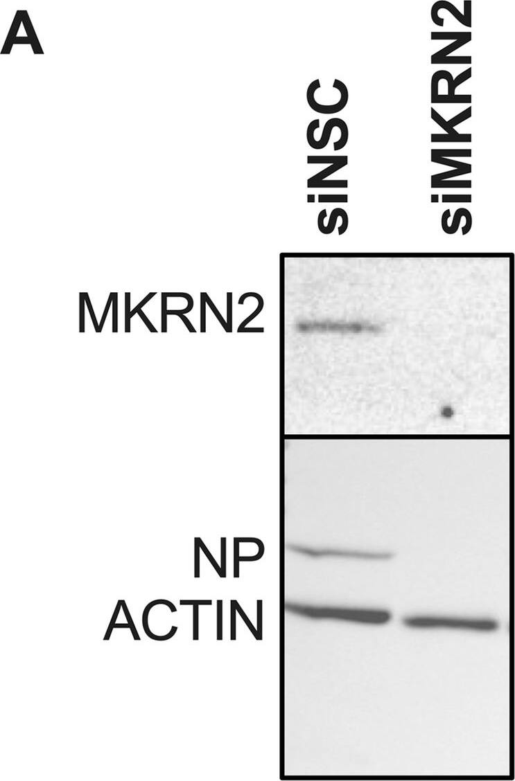 Investigation of the phenotypic effect of MKRN2 depletion on IAV replication.(A) Demonstration by Western blotting that the MKRN2 siRNA pair reduce MKRN2 protein levels at 48 h post transfection. Knockdown of MKRN2 in A549 cells, followed by infection with A/WSN/33 (B), A/California/7/2009 (C) or A/Norway/466/2014 (D) significantly reduced virus output from these cells as measured by plaque assay. (E) Western blot demonstrating that the MKRN2 siRNA pair reduce expression of endogenous and lentiviral expressed MKRN2 in an overexpression A549 cell line, while an siRNA pair targeting the MKRN2 3’ UTR only reduce expression of the endogenous MKRN2 protein. (F) A/California/7/2009 titres from MKRN2 overexpression A549 cells demonstrate that while reducing all MKRN2 expression significantly reduced virus output, knocking down endogenous MKRN2 while expressing wild-type MKRN2 from a lentiviral cassette rescues this phenotype. (G) Early viral RNA dynamics in siMKRN2 treated cells were quantified by qPCR, revealing that a loss of MKRN2 significantly reduced viral NP mRNA levels early in infection. (H) Overall titres from low MOI infections (MOI 0.01) were measured at 6, 24 and 48 hpi for both conditions, (I) alongside NP mRNA, vRNA and MKRN2 mRNA levels at matching timepoints. (J) High MOI infections (MOI 3) were performed in similarly siRNA treated cells and total RNA was harvested at 0, 2, 4 and 6 hpi. Again NP mRNA, vRNA and MKRN2 mRNA levels were quantified in these sample, representing single round infection dynamics. Image collected and cropped by CiteAb from the following open publication (//dx.plos.org/10.1371/journal.ppat.1012231), licensed under a CC-BY license. Not internally tested by Novus Biologicals.